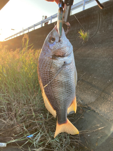 キチヌの釣果