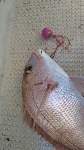 マダイの釣果