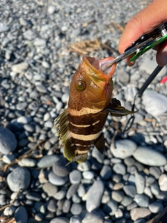 アオハタの釣果