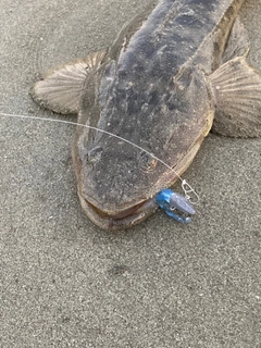 マゴチの釣果