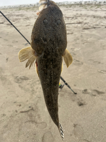 コチの釣果