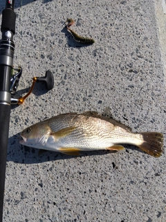 イシモチの釣果