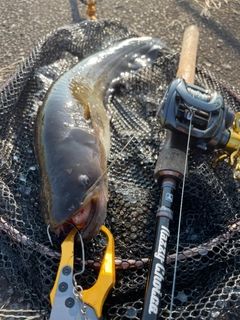 ナマズの釣果