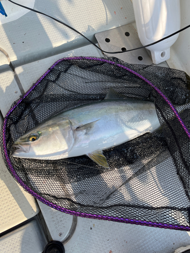 メジロの釣果