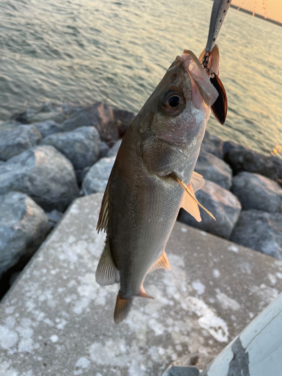 セイゴ（マルスズキ）