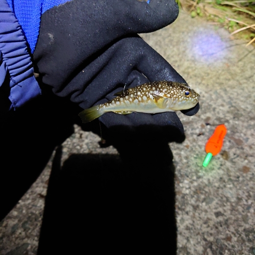 クサフグの釣果