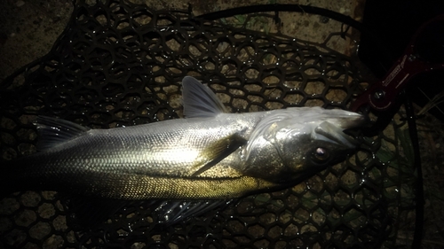 フッコ（マルスズキ）の釣果