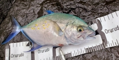 ナンヨウカイワリの釣果