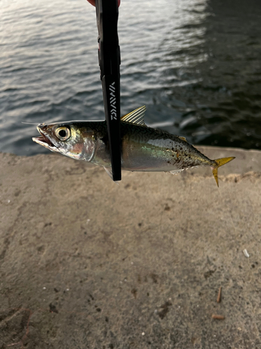 サバの釣果