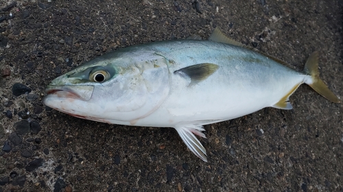 イナダの釣果