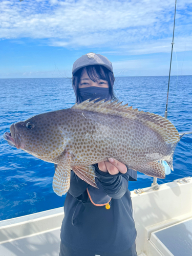 オオモンハタの釣果