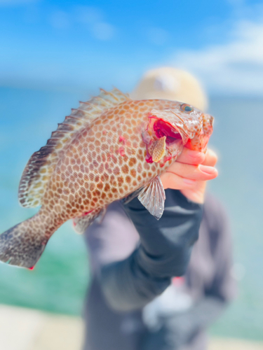 オオモンハタの釣果