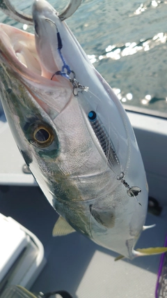 メジロの釣果