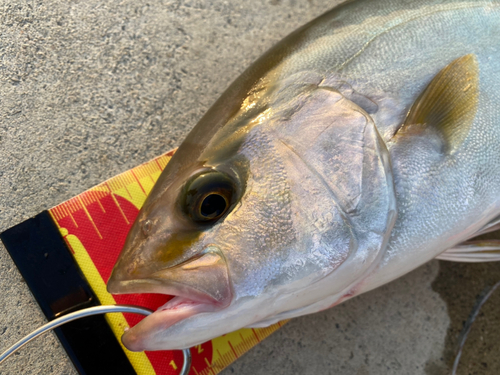 シオの釣果