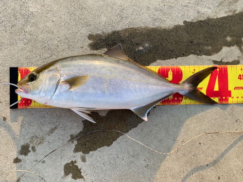 シオの釣果