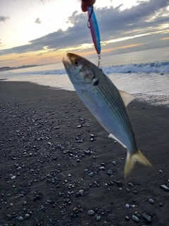 コノシロの釣果