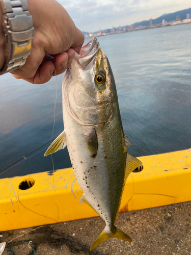 ツバスの釣果