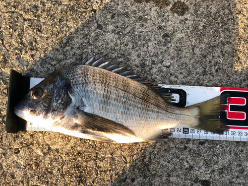 クロダイの釣果