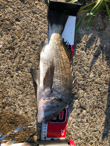 クロダイの釣果