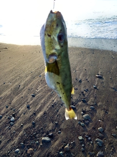 シロサバフグの釣果