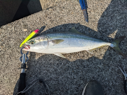 メジロの釣果