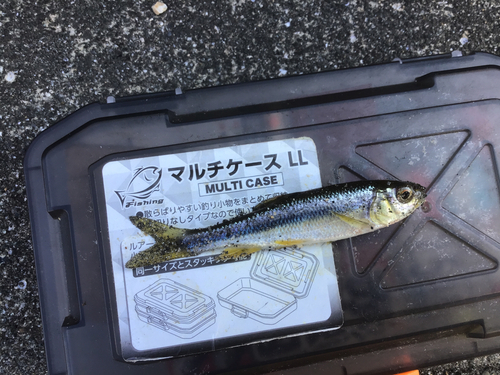 カワムツの釣果