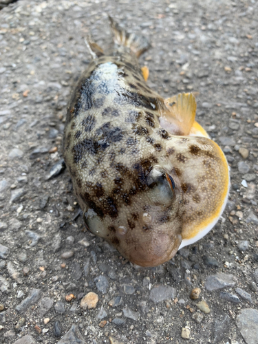 ショウサイフグの釣果