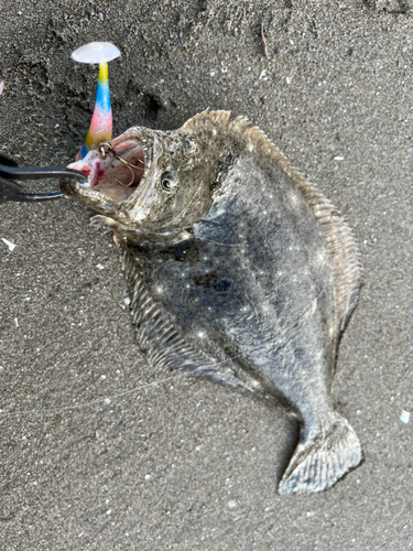 ヒラメの釣果