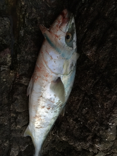 ハマチの釣果