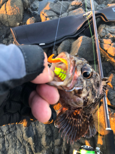 ムラソイの釣果