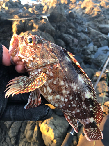 カサゴの釣果