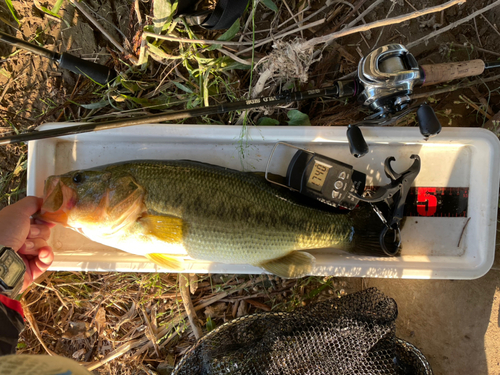 ブラックバスの釣果