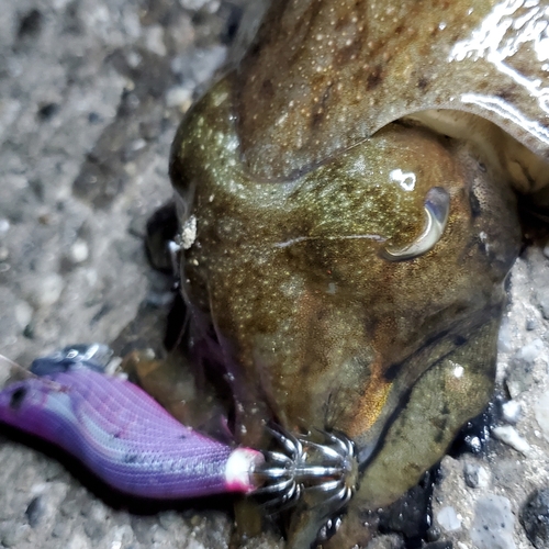 カミナリイカの釣果