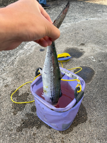 サゴシの釣果