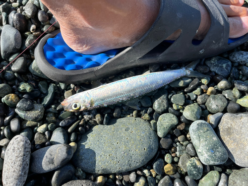 ウルメイワシの釣果