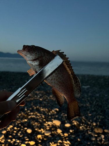 オオモンハタの釣果