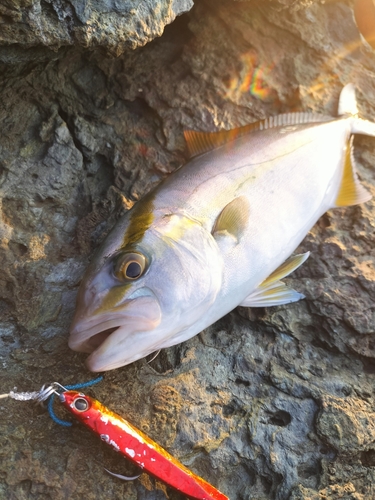 ネイリの釣果