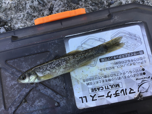 アブラハヤの釣果