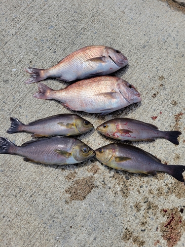 マダイの釣果