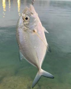 メッキの釣果