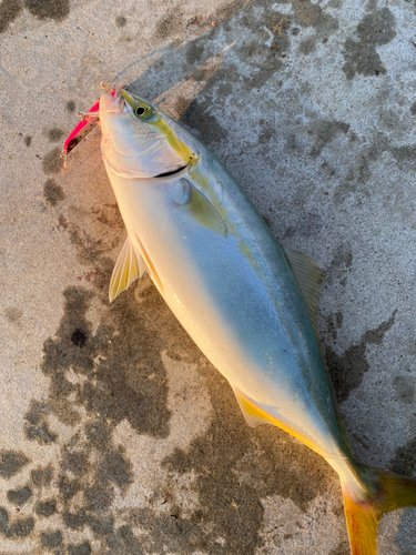 ワカシの釣果