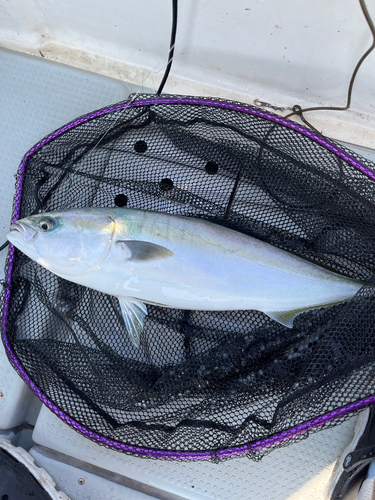 ハマチの釣果