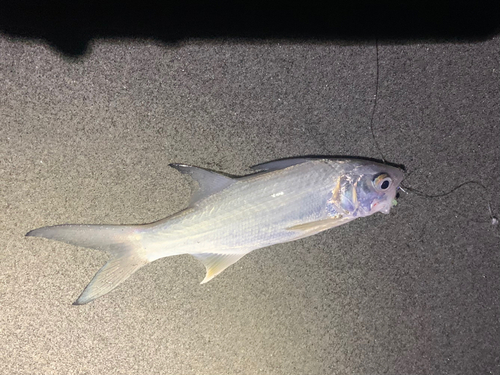 ツバメコノシロの釣果