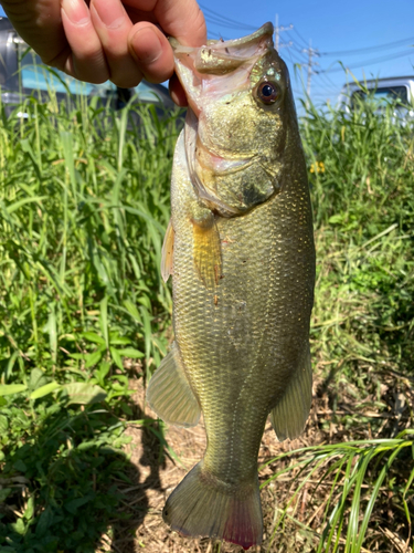 ラージマウスバスの釣果