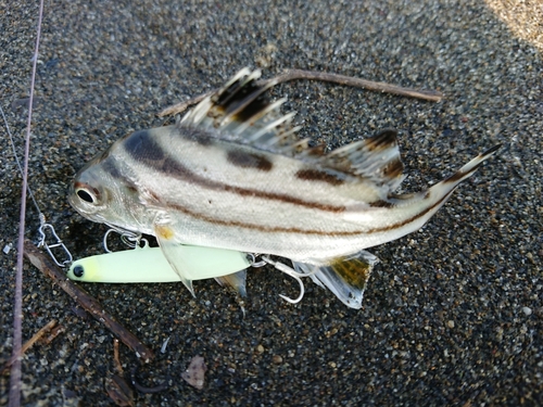 コトヒキの釣果