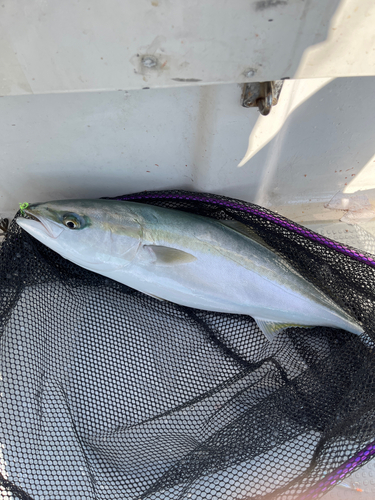 ハマチの釣果