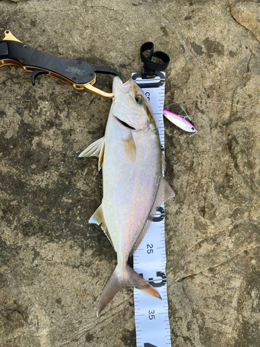 ショゴの釣果