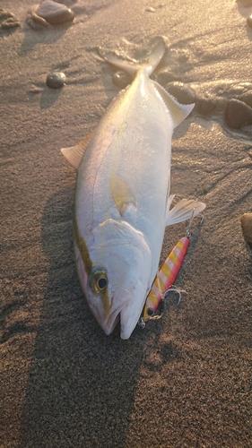 ショゴの釣果