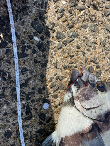 イシダイの釣果