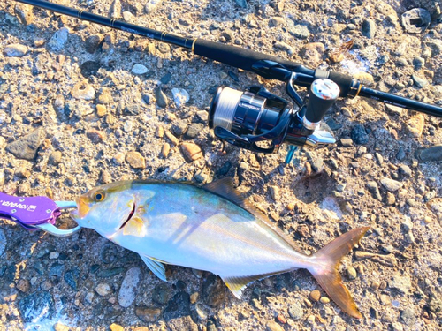 ショゴの釣果